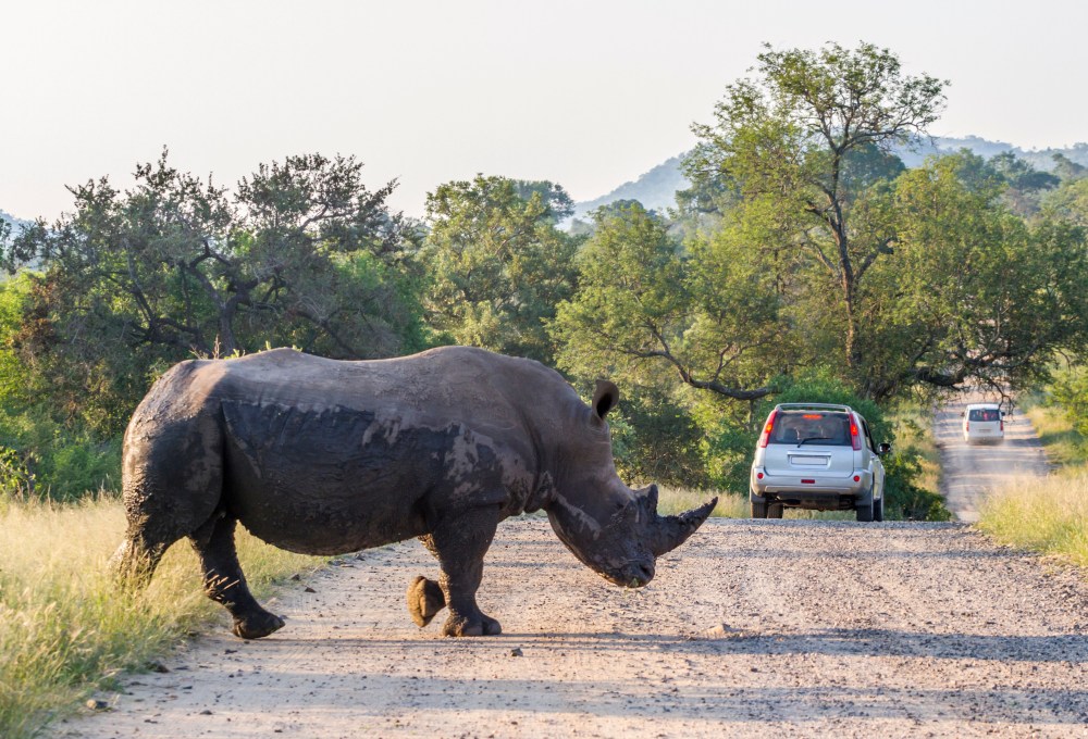 Pirschfahrt im Krüger Nationalpark